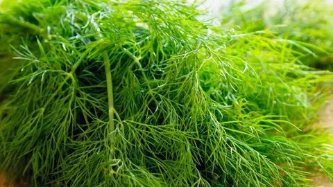 تصویر 5 از خرید آنلاین سبزی شوید خشک فله ای شمال با پایین ترین قیمت